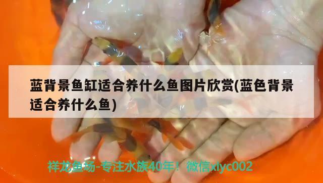 藍背景魚缸適合養(yǎng)什么魚圖片欣賞(藍色背景適合養(yǎng)什么魚)