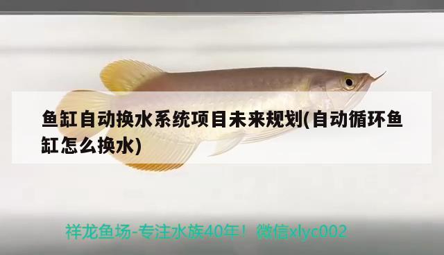 魚(yú)缸自動(dòng)換水系統(tǒng)項(xiàng)目未來(lái)規(guī)劃(自動(dòng)循環(huán)魚(yú)缸怎么換水) 白子黃化銀龍魚(yú)