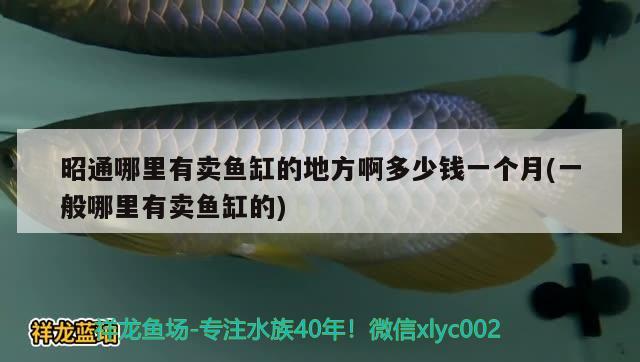 昭通哪里有賣魚缸的地方啊多少錢一個月(一般哪里有賣魚缸的) 海象魚