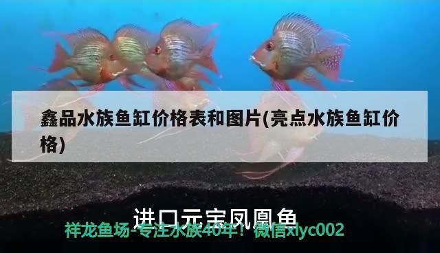 鑫品水族魚(yú)缸價(jià)格表和圖片(亮點(diǎn)水族魚(yú)缸價(jià)格) 印尼虎苗