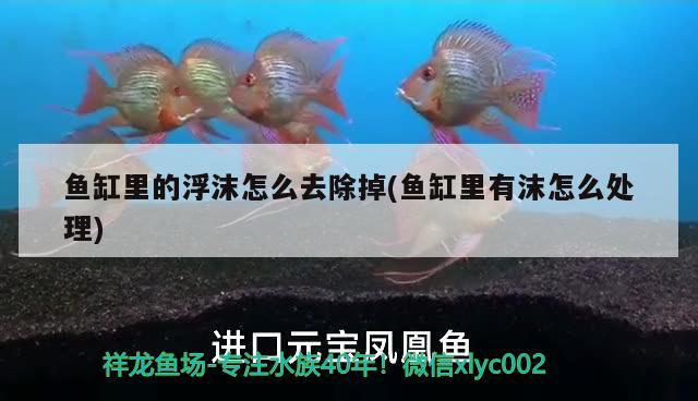 魚缸里的浮沫怎么去除掉(魚缸里有沫怎么處理)