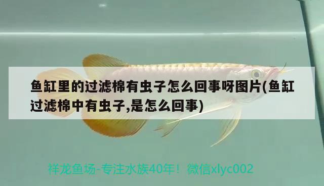 魚缸里的過濾棉有蟲子怎么回事呀圖片(魚缸過濾棉中有蟲子,是怎么回事)