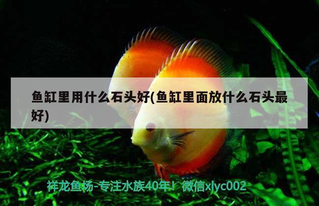 魚缸里用什么石頭好(魚缸里面放什么石頭最好)