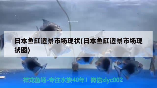 日本魚缸造景市場現(xiàn)狀(日本魚缸造景市場現(xiàn)狀圖) 魚缸等水族設(shè)備