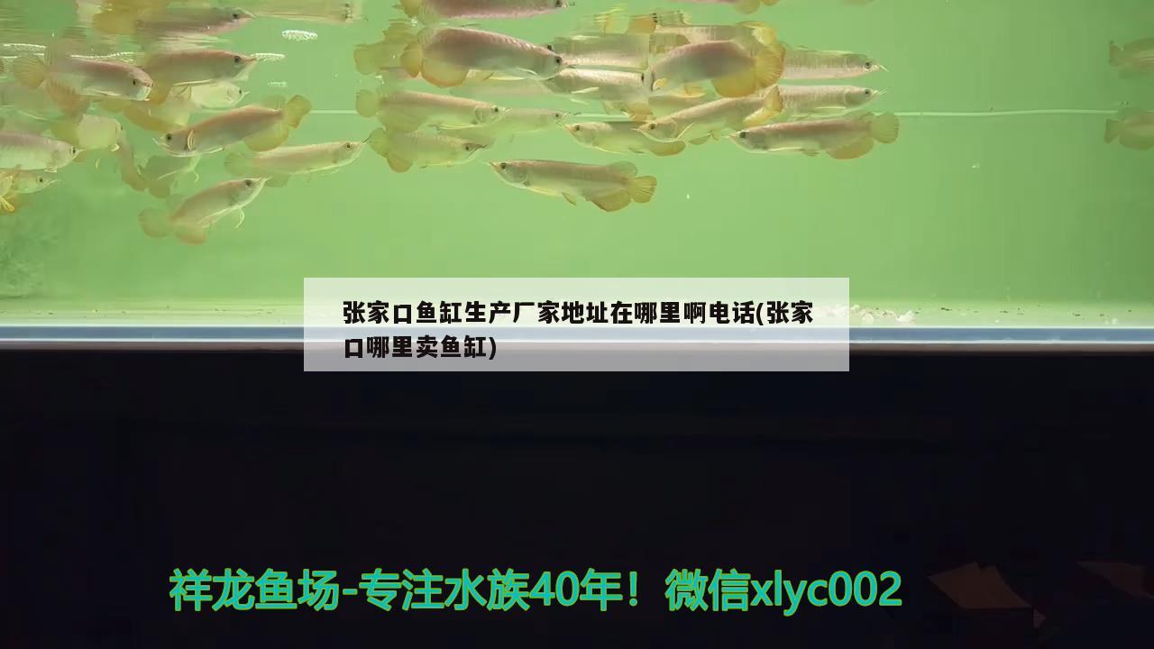 張家口魚(yú)缸生產(chǎn)廠(chǎng)家地址在哪里啊電話(huà)(張家口哪里賣(mài)魚(yú)缸) 七彩神仙魚(yú)