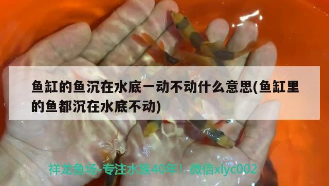 魚缸的魚沉在水底一動(dòng)不動(dòng)什么意思(魚缸里的魚都沉在水底不動(dòng)) 稀有紅龍品種