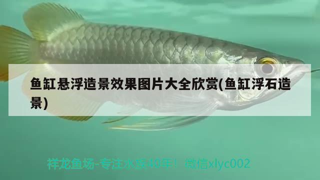 魚缸懸浮造景效果圖片大全欣賞(魚缸浮石造景)