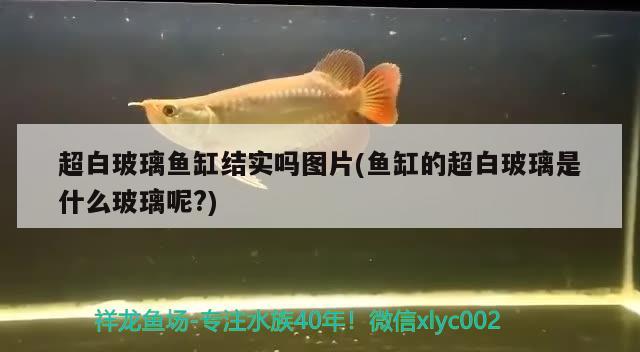 超白玻璃魚缸結實嗎圖片(魚缸的超白玻璃是什么玻璃呢?) 泰國虎魚