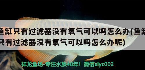 魚缸只有過濾器沒有氧氣可以嗎怎么辦(魚缸只有過濾器沒有氧氣可以嗎怎么辦呢) 元寶鯽