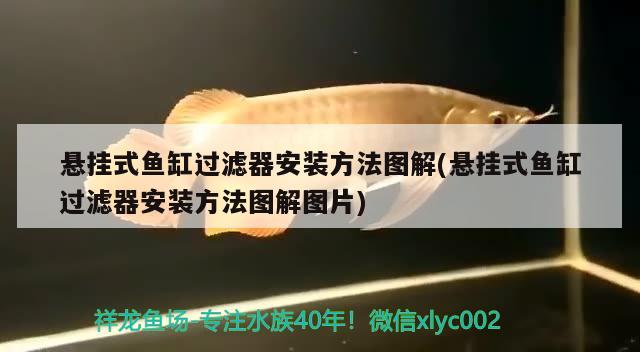 懸掛式魚缸過濾器安裝方法圖解(懸掛式魚缸過濾器安裝方法圖解圖片) 紅龍專用魚糧飼料