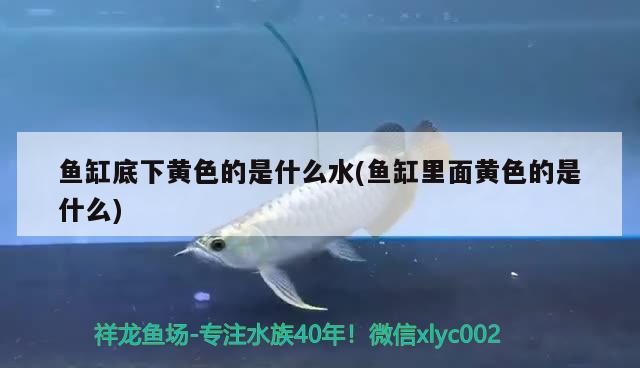 魚缸底下黃色的是什么水(魚缸里面黃色的是什么)