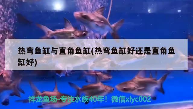 熱彎魚缸與直角魚缸(熱彎魚缸好還是直角魚缸好)