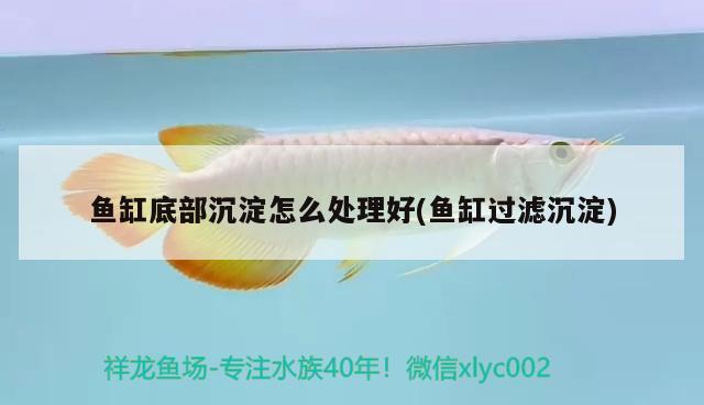 魚缸底部沉淀怎么處理好(魚缸過濾沉淀)