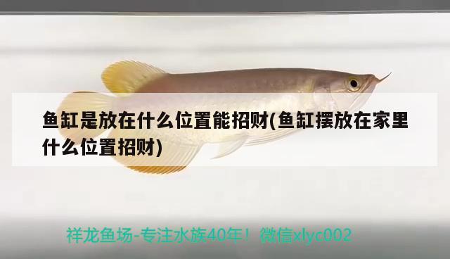 魚缸是放在什么位置能招財(魚缸擺放在家里什么位置招財) 大嘴鯨魚