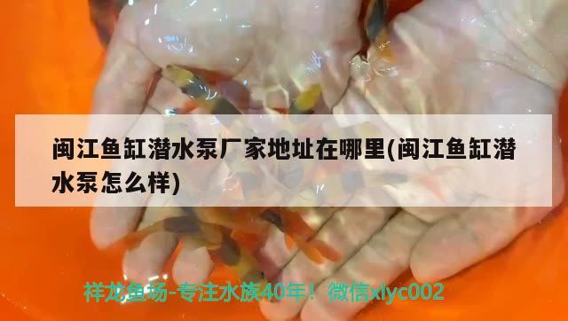 閩江魚缸潛水泵廠家地址在哪里(閩江魚缸潛水泵怎么樣) 帝王血鉆魚