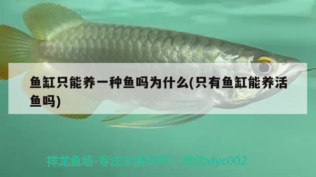 魚缸只能養(yǎng)一種魚嗎為什么(只有魚缸能養(yǎng)活魚嗎) 野生埃及神仙魚