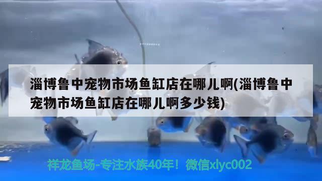 淄博魯中寵物市場魚缸店在哪兒啊(淄博魯中寵物市場魚缸店在哪兒啊多少錢) 星點(diǎn)金龍魚