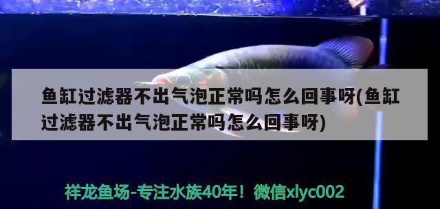 魚(yú)缸過(guò)濾器不出氣泡正常嗎怎么回事呀(魚(yú)缸過(guò)濾器不出氣泡正常嗎怎么回事呀)