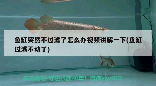 魚(yú)缸突然不過(guò)濾了怎么辦視頻講解一下(魚(yú)缸過(guò)濾不動(dòng)了)