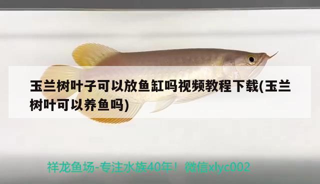 玉蘭樹葉子可以放魚缸嗎視頻教程下載(玉蘭樹葉可以養(yǎng)魚嗎) 虎魚魚苗