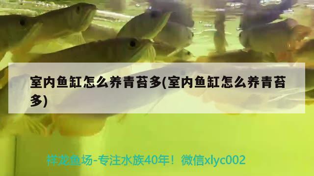 室內(nèi)魚缸怎么養(yǎng)青苔多(室內(nèi)魚缸怎么養(yǎng)青苔多) 粗線銀版魚