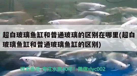 超白玻璃魚缸和普通玻璃的區(qū)別在哪里(超白玻璃魚缸和普通玻璃魚缸的區(qū)別)