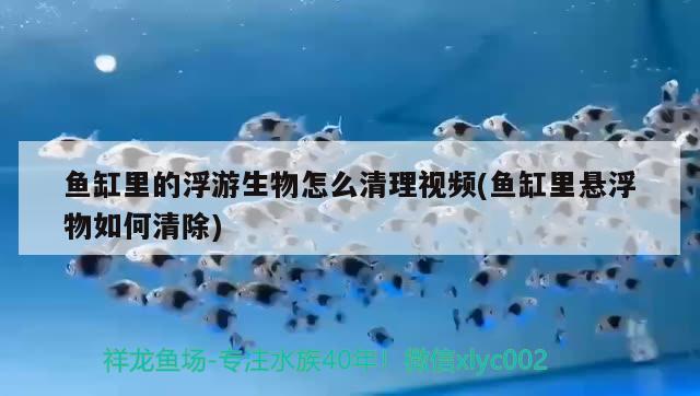 魚缸里的浮游生物怎么清理視頻(魚缸里懸浮物如何清除)