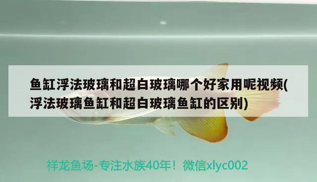 魚缸浮法玻璃和超白玻璃哪個(gè)好家用呢視頻(浮法玻璃魚缸和超白玻璃魚缸的區(qū)別)