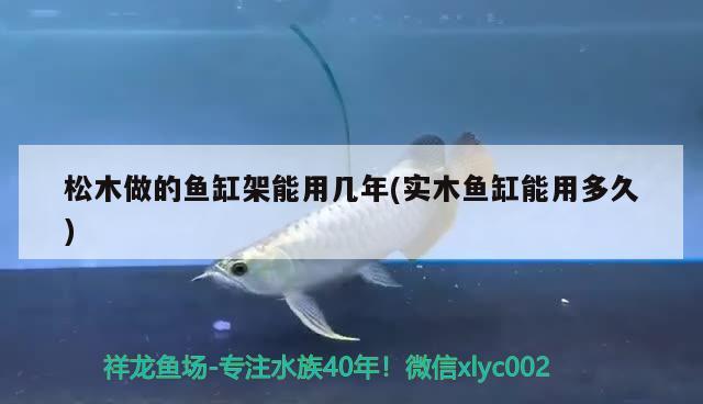 松木做的魚缸架能用幾年(實木魚缸能用多久) 藍底過背金龍魚