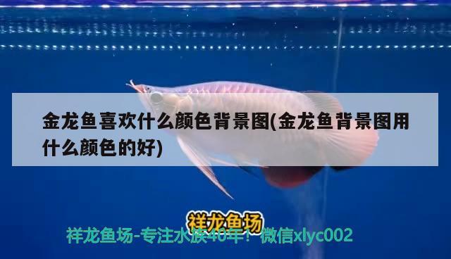 金龍魚喜歡什么顏色背景圖(金龍魚背景圖用什么顏色的好)