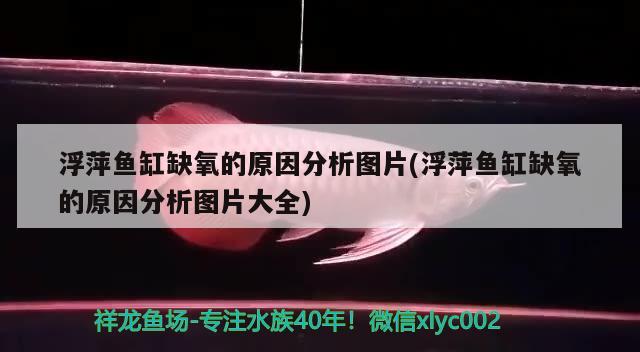 浮萍魚缸缺氧的原因分析圖片(浮萍魚缸缺氧的原因分析圖片大全)