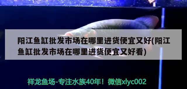 陽江魚缸批發(fā)市場在哪里進(jìn)貨便宜又好(陽江魚缸批發(fā)市場在哪里進(jìn)貨便宜又好看)