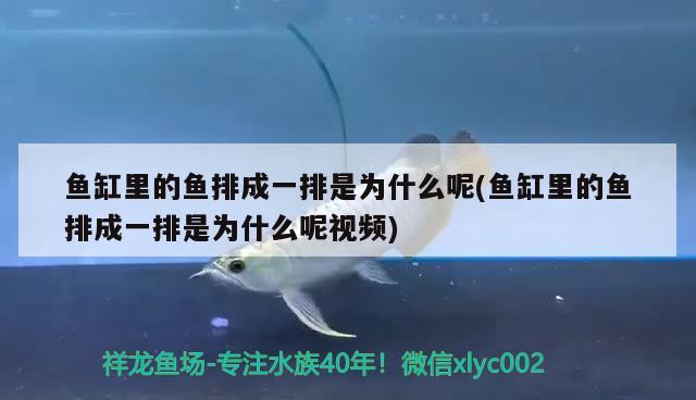 魚缸里的魚排成一排是為什么呢(魚缸里的魚排成一排是為什么呢視頻) 白子銀龍魚苗 第2張