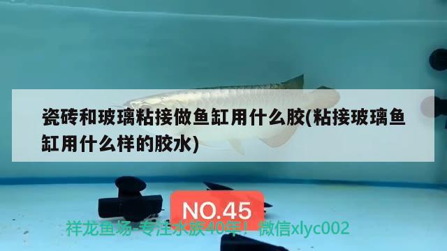 瓷磚和玻璃粘接做魚缸用什么膠(粘接玻璃魚缸用什么樣的膠水)