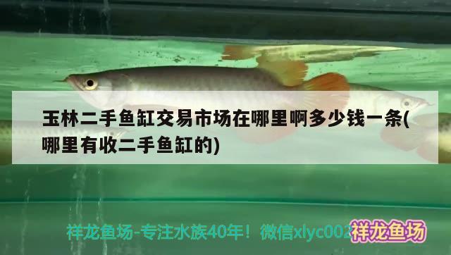 玉林二手魚缸交易市場在哪里啊多少錢一條(哪里有收二手魚缸的) 朱巴利魚苗