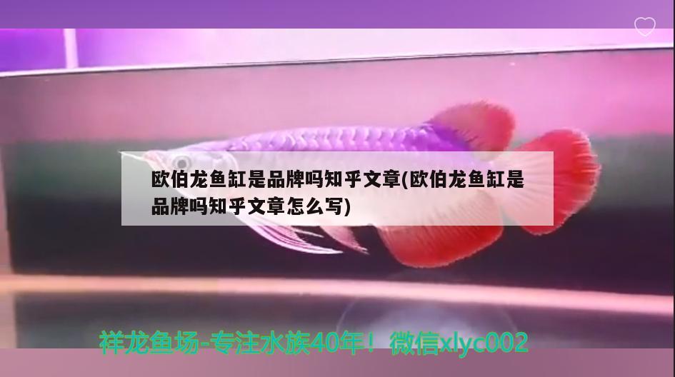 歐伯龍魚缸是品牌嗎知乎文章(歐伯龍魚缸是品牌嗎知乎文章怎么寫) 杰西卡恐龍魚