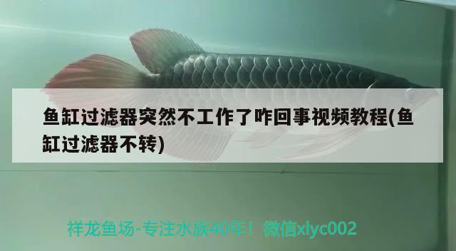 魚缸過濾器突然不工作了咋回事視頻教程(魚缸過濾器不轉(zhuǎn)) 過背金龍魚