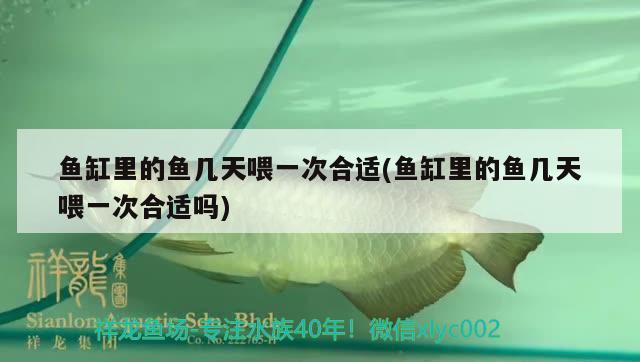 魚缸里的魚幾天喂一次合適(魚缸里的魚幾天喂一次合適嗎) iwish愛唯希品牌魚缸