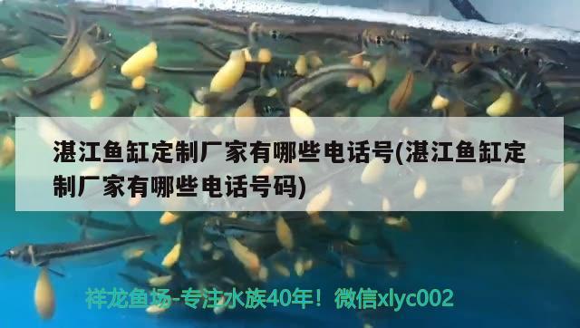 湛江魚缸定制廠家有哪些電話號(湛江魚缸定制廠家有哪些電話號碼) 白子球鯊魚