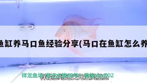 魚缸養(yǎng)馬口魚經驗分享(馬口在魚缸怎么養(yǎng))