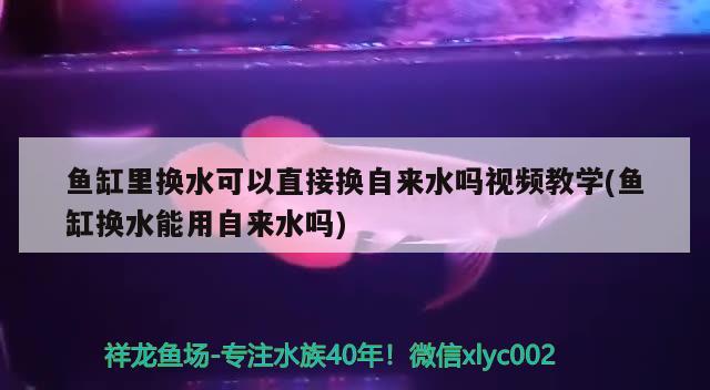 魚缸里換水可以直接換自來水嗎視頻教學(xué)(魚缸換水能用自來水嗎) B級過背金龍魚