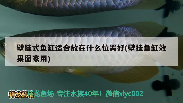 壁掛式魚缸適合放在什么位置好(壁掛魚缸效果圖家用) 印尼四紋虎