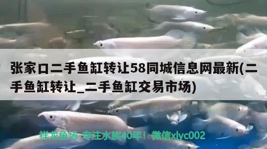 張家口二手魚缸轉讓58同城信息網最新(二手魚缸轉讓_二手魚缸交易市場) 新加坡號半紅龍魚（練手級紅龍魚）