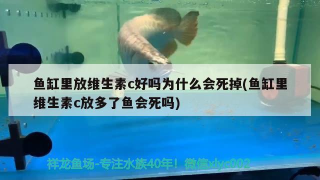 魚缸里放維生素c好嗎為什么會(huì)死掉(魚缸里維生素c放多了魚會(huì)死嗎) 大白鯊魚苗