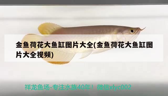 金魚荷花大魚缸圖片大全(金魚荷花大魚缸圖片大全視頻)