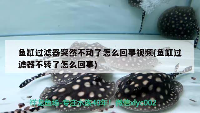 魚缸過濾器突然不動(dòng)了怎么回事視頻(魚缸過濾器不轉(zhuǎn)了怎么回事) 水族用品 第1張