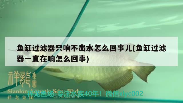 魚缸過濾器只響不出水怎么回事兒(魚缸過濾器一直在響怎么回事) 國產(chǎn)元寶鳳凰魚