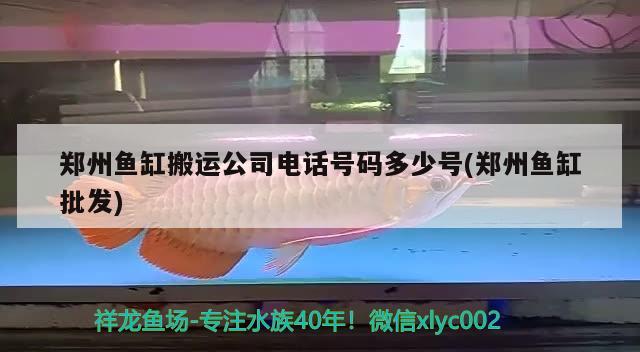 鄭州魚缸搬運(yùn)公司電話號(hào)碼多少號(hào)(鄭州魚缸批發(fā)) 元寶鯽