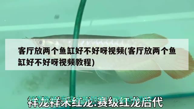 客廳放兩個(gè)魚缸好不好呀視頻(客廳放兩個(gè)魚缸好不好呀視頻教程) PH調(diào)節(jié)劑