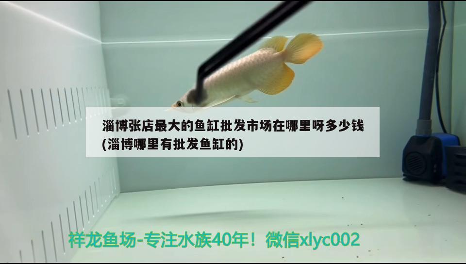 淄博張店最大的魚缸批發(fā)市場在哪里呀多少錢(淄博哪里有批發(fā)魚缸的)